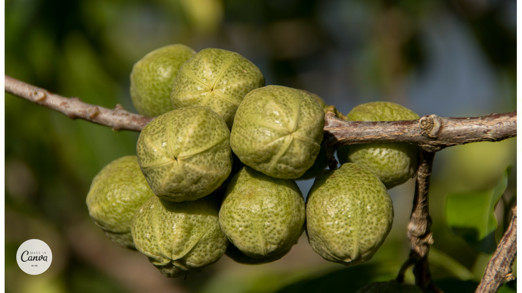 Seed Pods